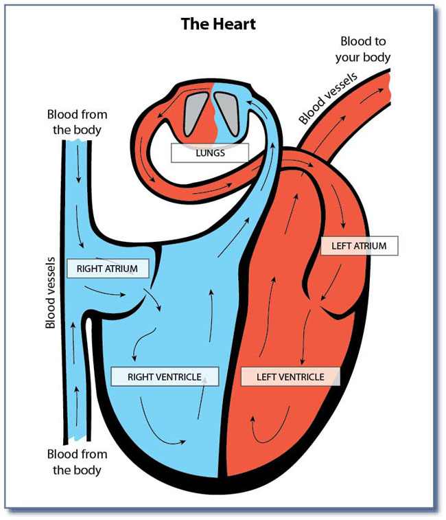 Heart diagram quizzes