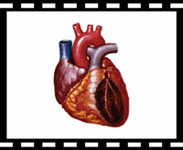 heart video