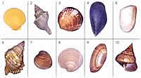 Shells chart